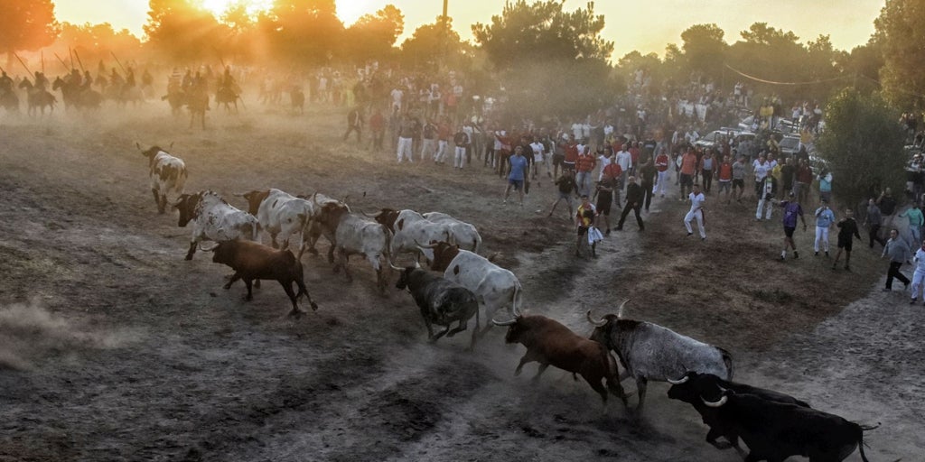 Los encierros de Cuéllar, la tradición taurina más antigua de España