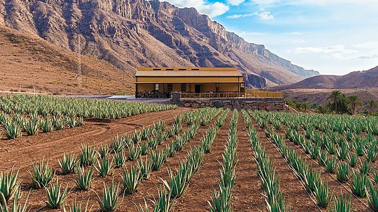 Finca de Aloe Vera en Fataga