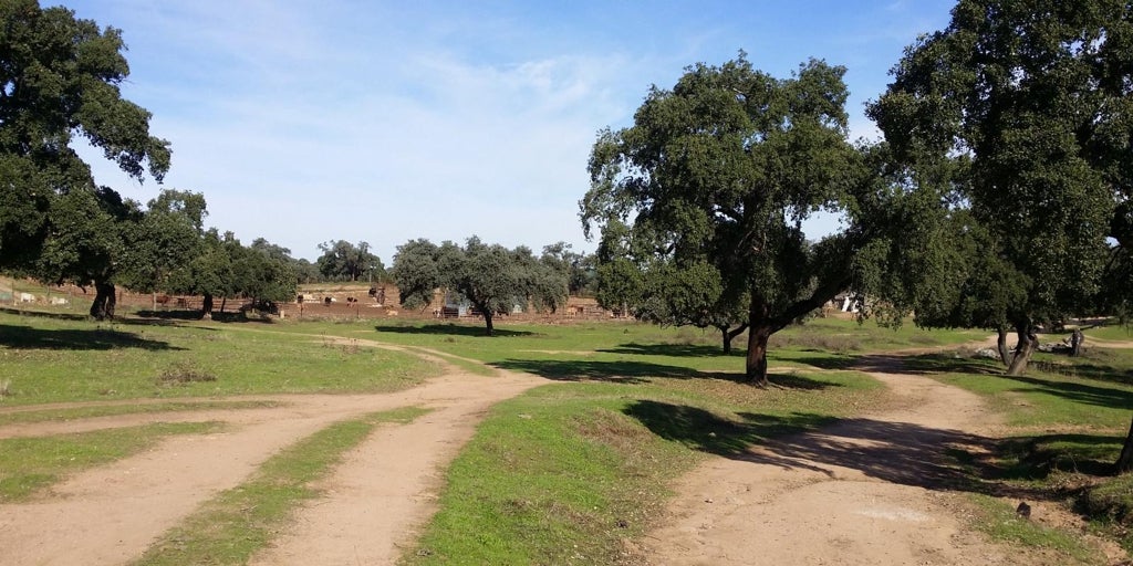 La ruta de senderismo que tienes que hacer sí o sí en Sevilla: un camino sencillo que atraviesa una finca con animales