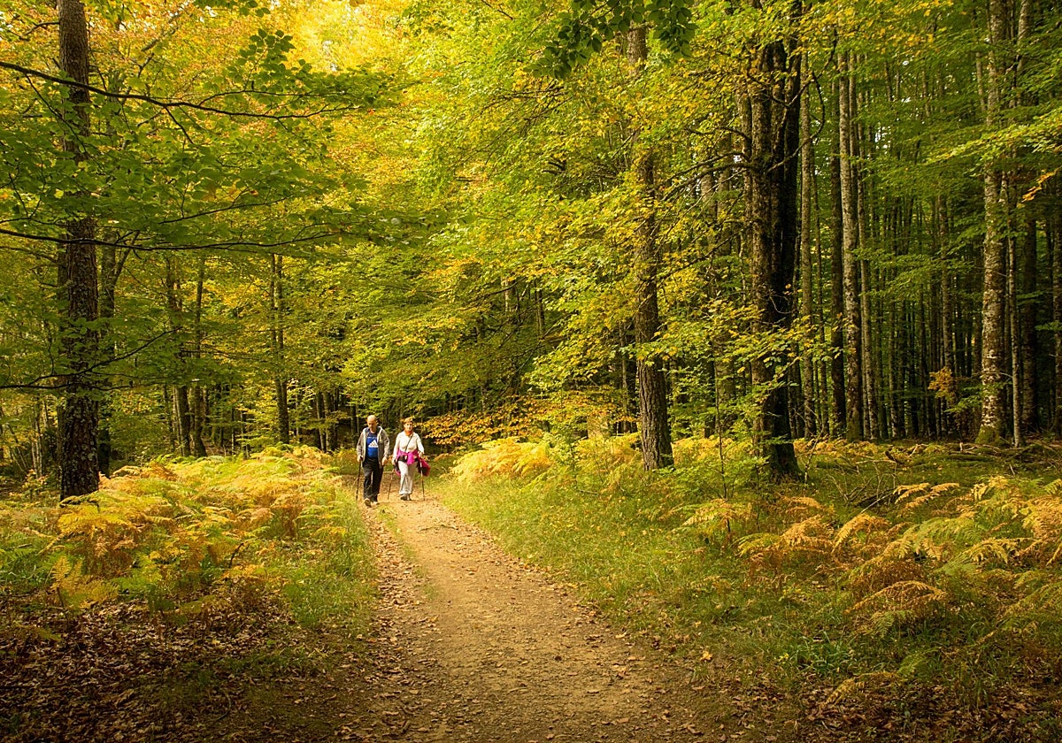La Selva de Irati es un lugar idóneo para hacer senderismo