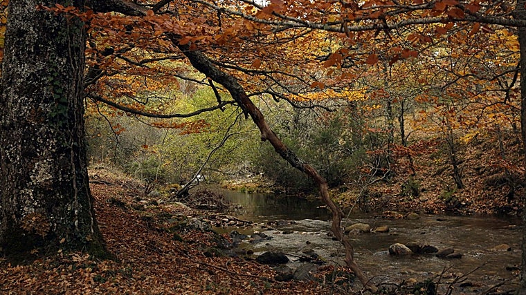 Imagen de archivo de Hayedo de Montejo