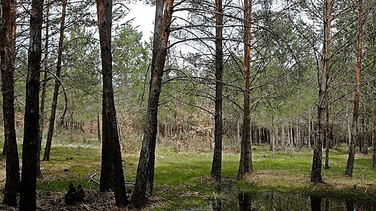 Pinares en el entorno de esta destacada laguna de la Sierra de la Demanda