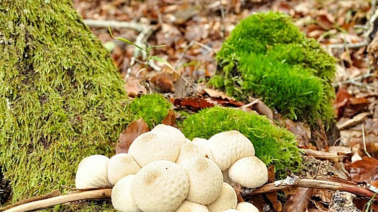 Los montes de esta zona forman parte del Coto Micológico Pinares del Sur