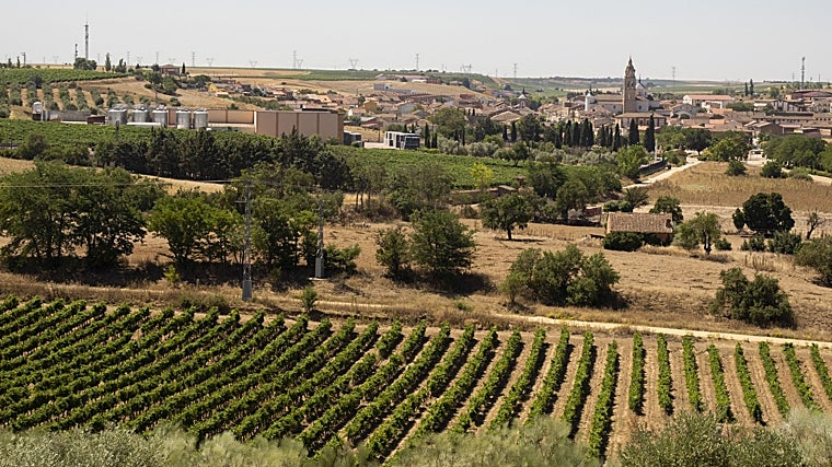 Paisaje de un viñedo en Rueda