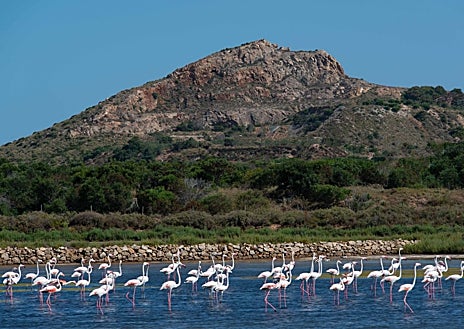 Imagem Secundária 1 - Grupo de escolares no Parque Regional Salinas y Arenales em San Pedro del Pinatar, flamingos em Salinas de Marjamalo em La Manga e na rota EuroVelo 8, rota mediterrânea que passa pela região de Múrcia.