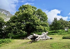 El Habario, un viaje al pasado entre castaños milenarios en Liébana