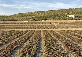 Viñedos en la zona Montilla