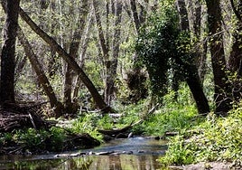 Parece Escocia, pero el bosque más misterioso de Andalucía en invierno está en Sevilla