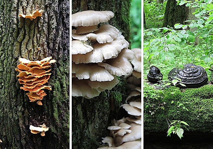 En busca de bisontes en el último bosque primitivo de Europa