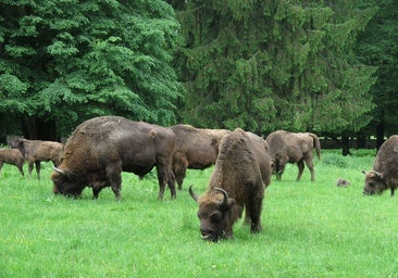 En busca de bisontes en el último bosque primitivo de Europa