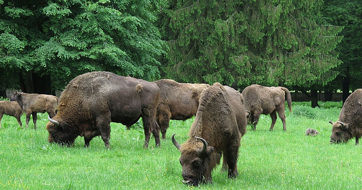 En busca de bisontes en el último bosque primitivo de Europa