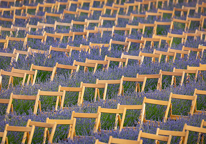 Para disfrutar de los conciertos en los campos de lavanda se instalan sillas