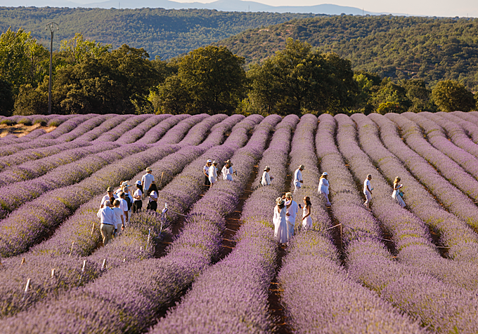 El Festival de la Lavanda de Brihuega cuenta con cuatro fechas de conciertos