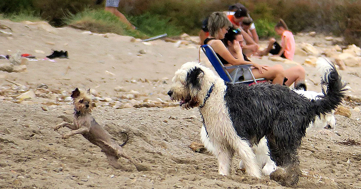 Multas de hasta 500 euros para quienes vayan a esta playa de