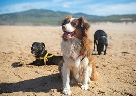 Las mejores playas de España para ir con perro