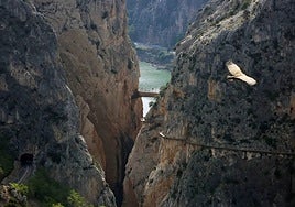 El sendero de montaña en Andalucía que atraviesa ríos, puentes colgantes y bosques que parecen del norte de Europa