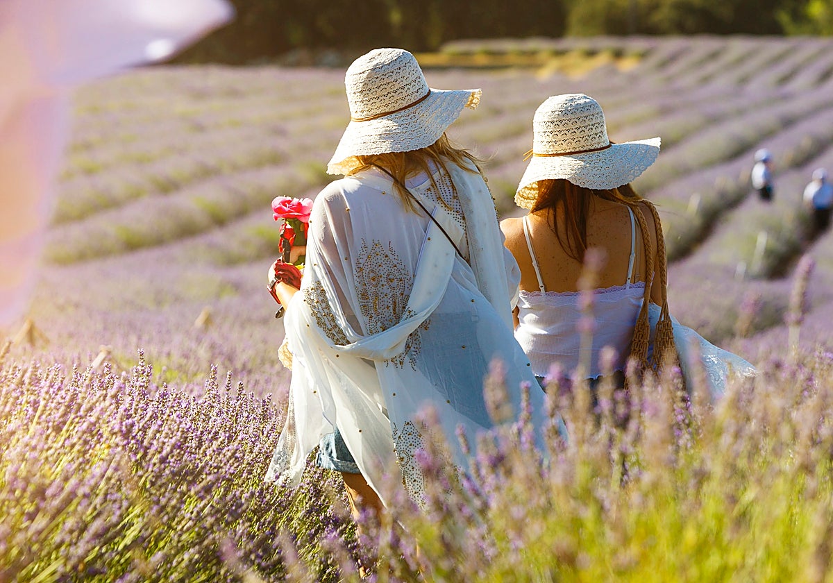 Brihuega se tiñe de violeta: cómo disfrutar de su lavanda en un día o un fin de semana
