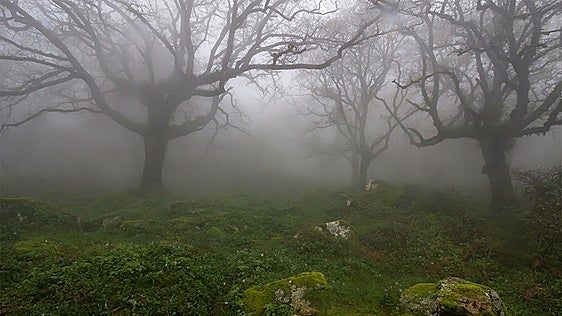 Dicen que es la selva escondida de Andalucía: un bosque de niebla con helechos, ríos y árboles que cubre parte de dos provincias