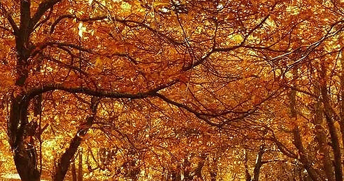 El espectáculo del  bosque de cobre : los siete pueblos de Andalucía que enamoran a toda España en estos meses