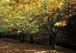 Vista del 'Bosque de Cobre' en Málaga