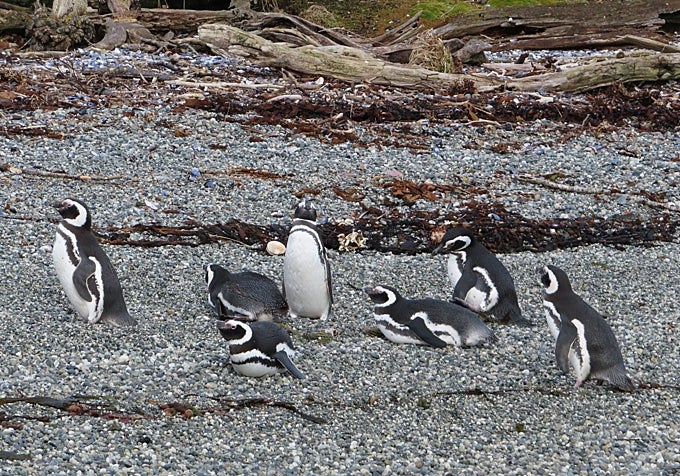 Pingüinos en Tuckers.