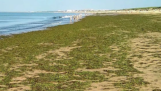 ¿Huyes de las algas en el mar? Estos son los beneficios que tienen para tu piel