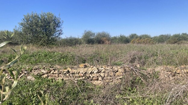 Muro de Saltés con vegetación tras el que sigue el yacimiento cubierto de tierra para evitar el deterioro