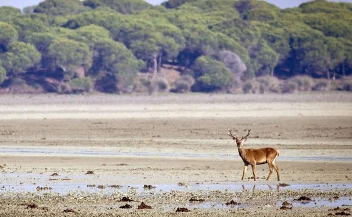 Un ciervo dentro del Parque Nacional de Doñana