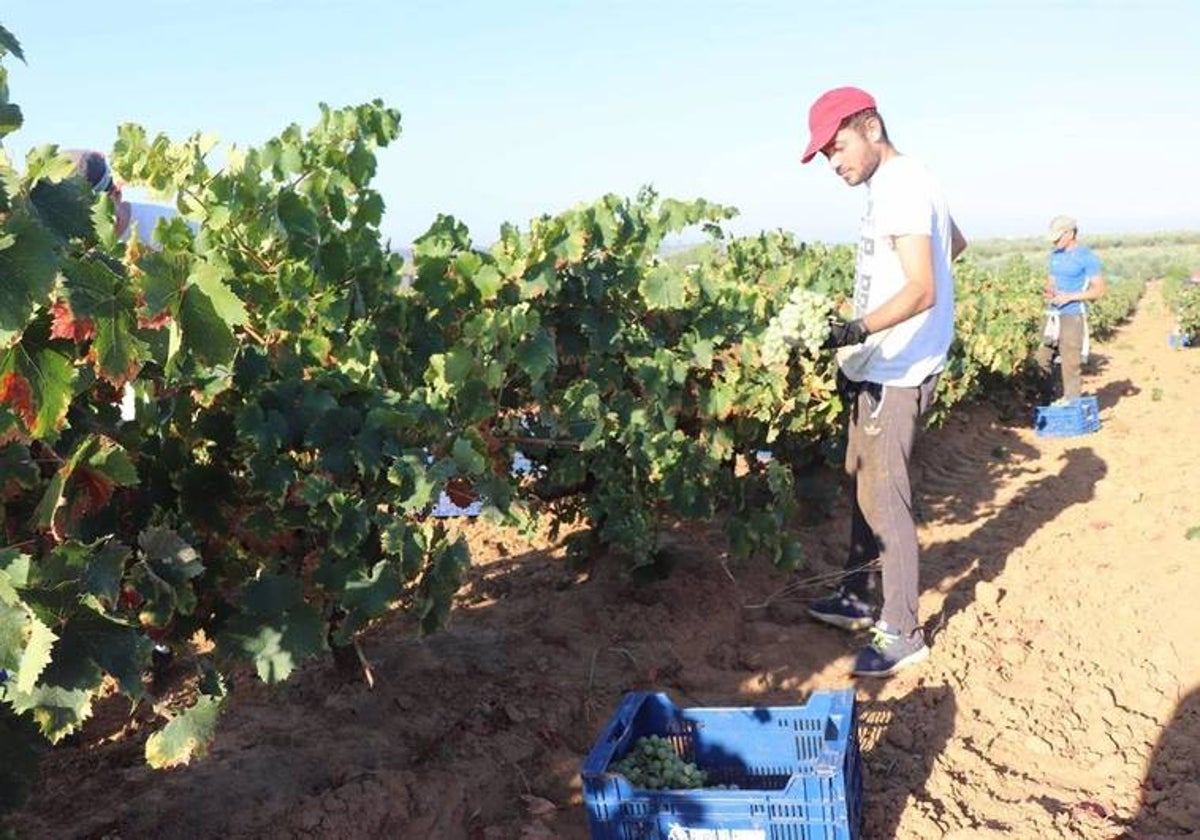 Vendimia en el Condado de Huelva
