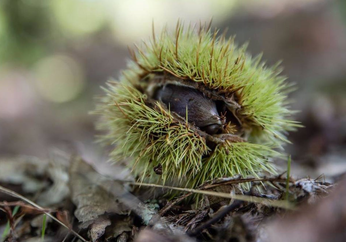 Un erizo de castaña en la sierra de Huelva