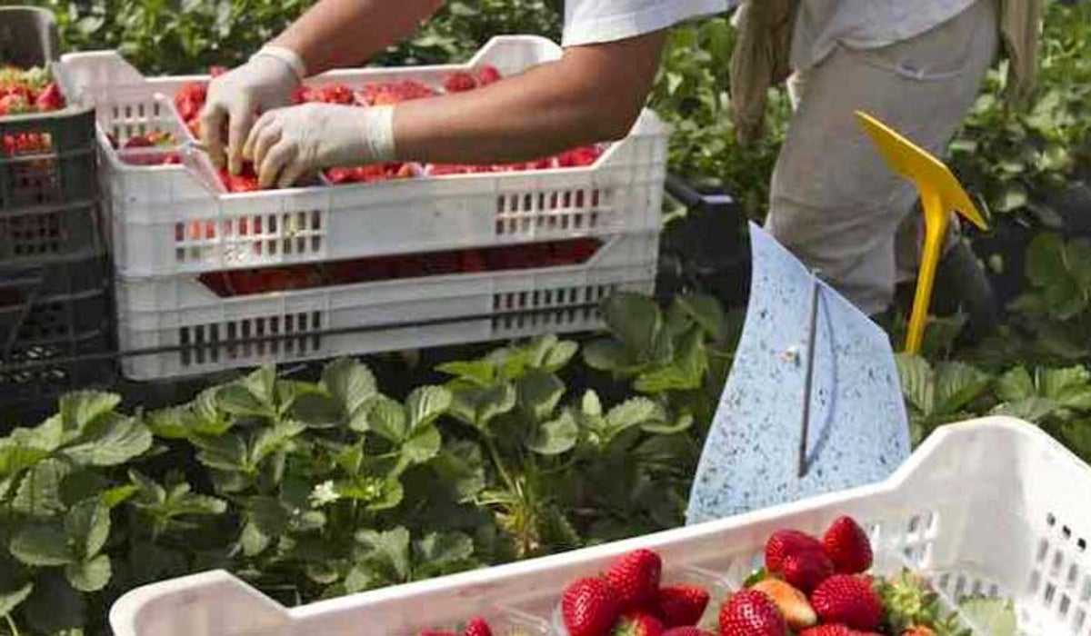 La fruta, el segundo producto onubense más exportado