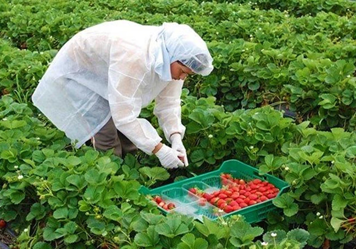 Recolección de fresas en una explotación onubense