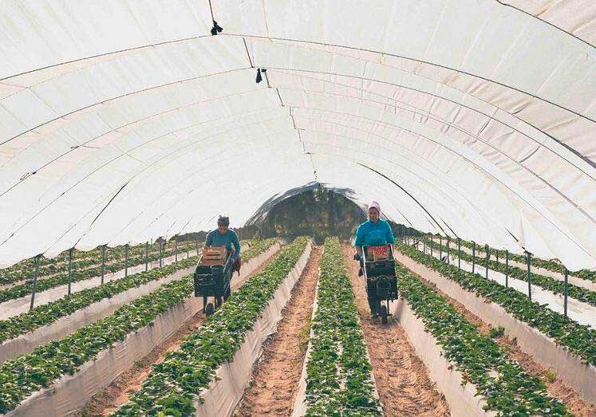 El campo onubense, un bálsamo para el empleo