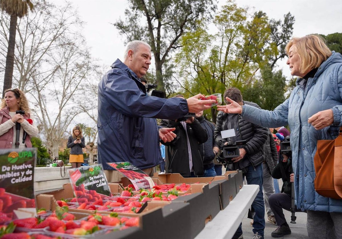 Representantes de UPA reparten fresas de Huelva a los viandantes en la Puerta de Jerez de Sevilla