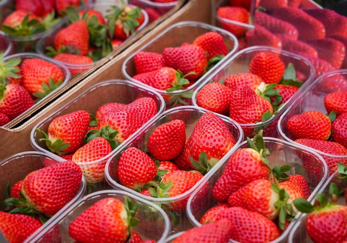 El sector de los berries, beneficiado con las lluvias caídas en Huelva durante la Semana Santa