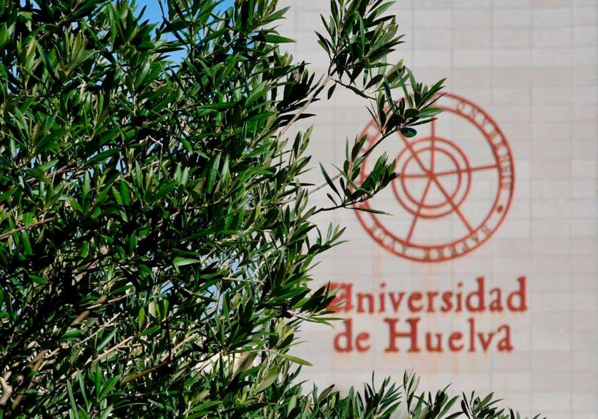 Un olivo en el campus del Carmen de la Universidad de Huelva