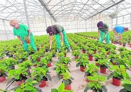 Diez vacantes para trabajar con viveros y plantas en Huelva: requisitos y salario