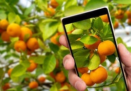La Universidad de Huelva lidera el proyecto Attentia para impulsar la agricultura sostenible de cítricos con IA