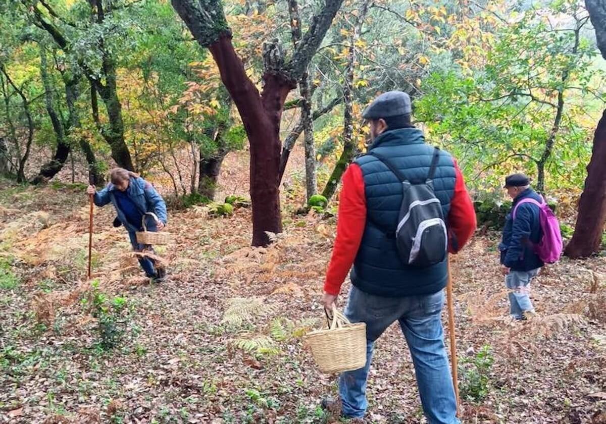 Actividad micológica en la Sierra de Aracena