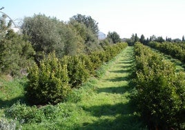 Huelva es la segunda provincia andaluza con más superficie de cultivo ecológico y explotaciones ganaderas sostenibles