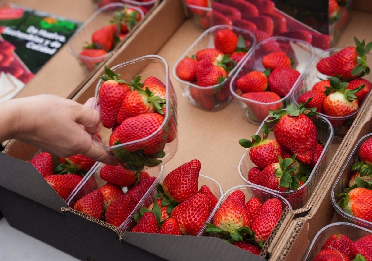 La producción de fresas de Huelva volverá a caer esta campaña