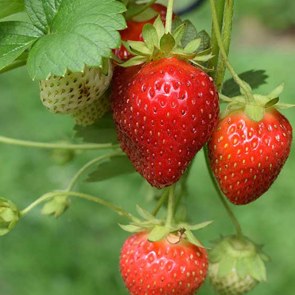 Fresas de Huelva