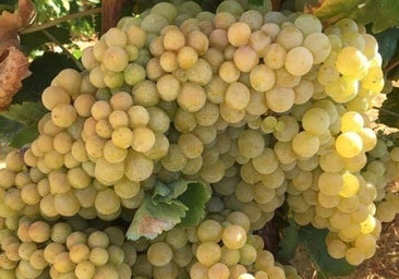 Calculan entre un 60 y un 70% la pérdida de cosecha de uva temprana por el mildiu