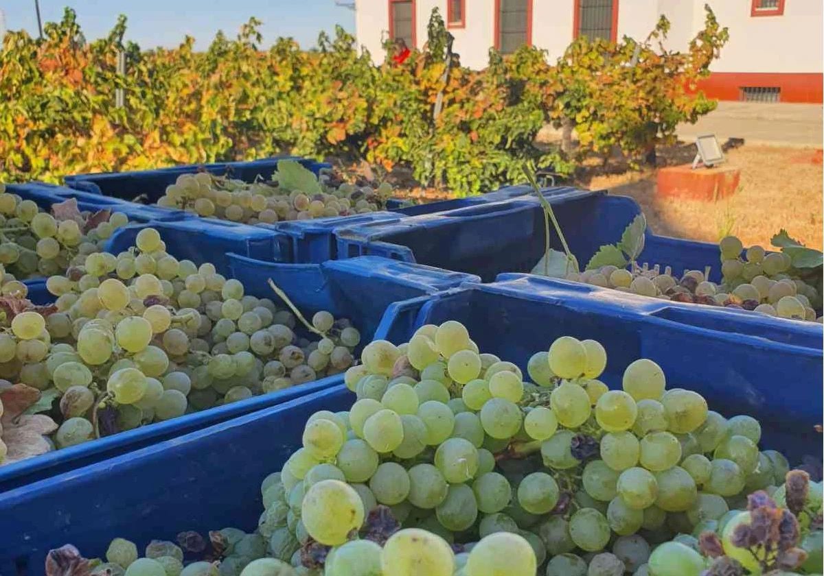 Uva zalema en las Bodegas Márques de Villalúa del Condado de Huelva