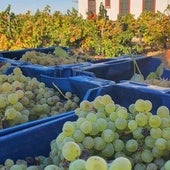 Uva zalema en las Bodegas Márques de Villalúa del Condado de Huelva