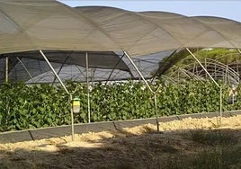 El Gobierno dice que aprobará en una semana la primera convocatoria de ayudas para renaturalizar tierras agrícolas del entorno de Doñaña