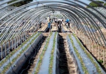 La grave advertencia del sector agrícola en Huelva: «La falta de agua y mano de obra podría abocarnos a la ruina en marzo»