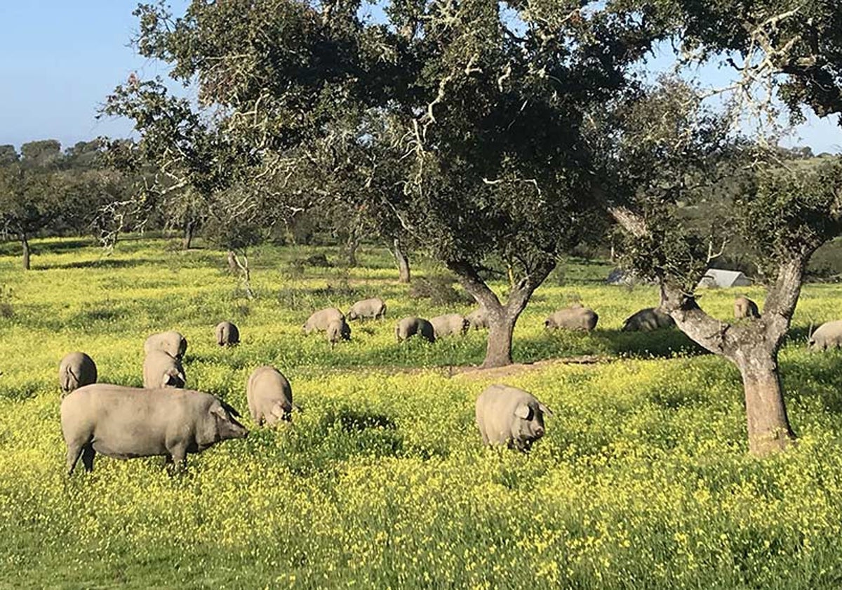 Cerdos en montanera en una dehesa onubense