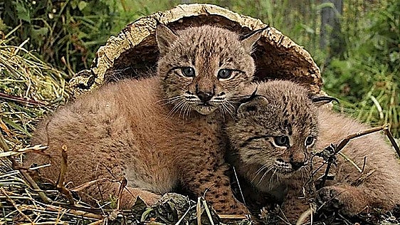 La Junta de Andalucía busca cuidadores de animales para trabajar en Huelva y ofrece un salario de más de 1.800 euros al mes
