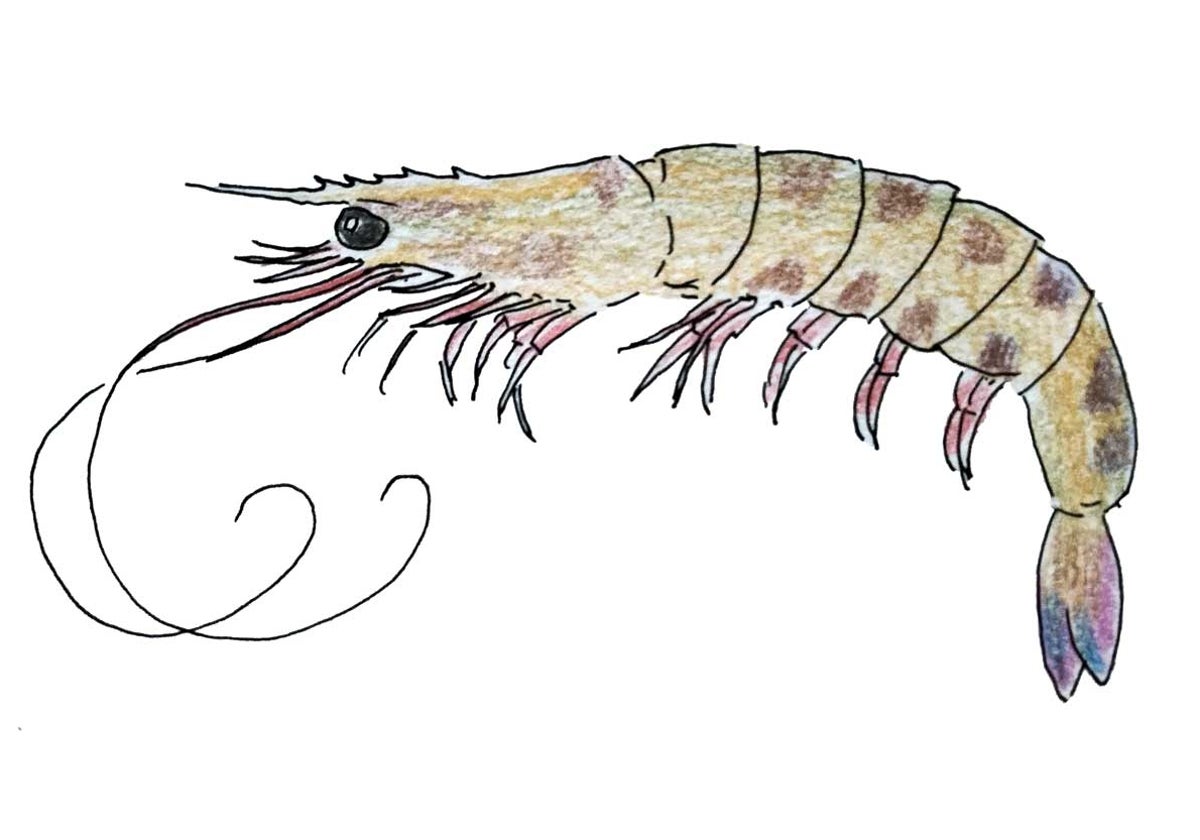 Dibujo de un langostino